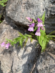 Penstemon smallii