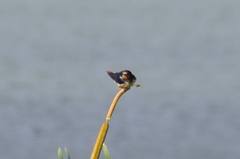 Hirundo rustica