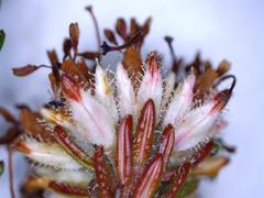 Erica stylaris