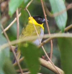 Ploceus nelicourvi
