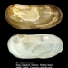 Zenatia acinaces - Photo (c) WoRMS for SMEBD,  זכויות יוצרים חלקיות (CC BY-NC-SA)