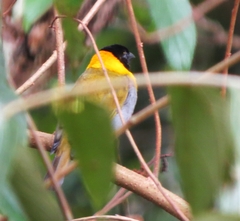 Ploceus nelicourvi