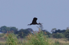 Plegadis falcinellus