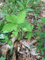 Arisaema amurense