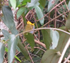 Ploceus nelicourvi
