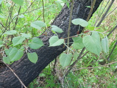 Tilia mandshurica