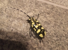 Anoplophora horsfieldii