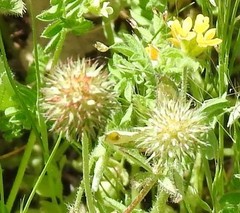 Trifolium strictum