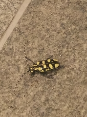 Anoplophora horsfieldii
