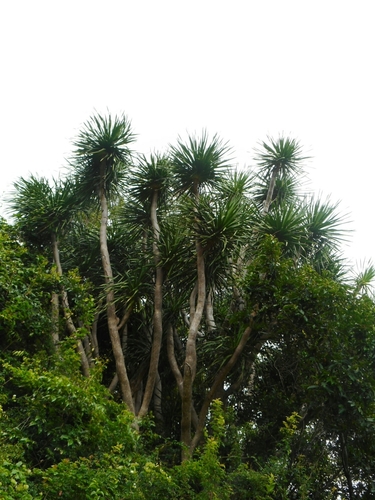 Image of Dracaena cambodiana by (c) Eugene Popov, some rights reserved (CC BY)