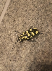 Anoplophora horsfieldii