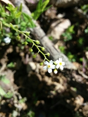 Myosotis secunda