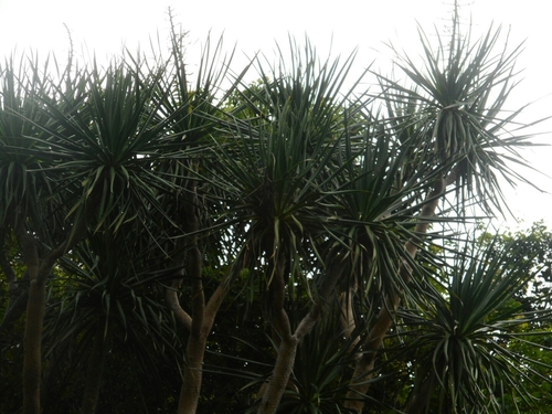 Dracaena cambodiana, photograph 2