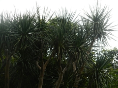 Dracaena cambodiana
