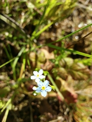 Myosotis secunda
