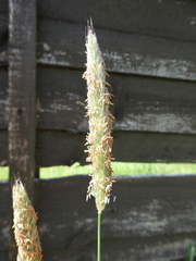 Alopecurus pratensis