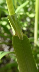 Alopecurus pratensis