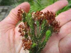 Erica stylaris