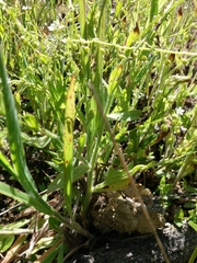 Myosotis secunda