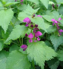 Lamium maculatum