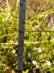 Myosotis secunda