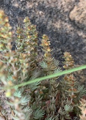 Crassula lanceolata lanceolata