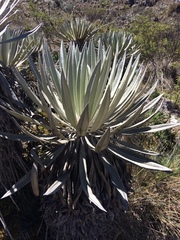 Espeletia grandiflora