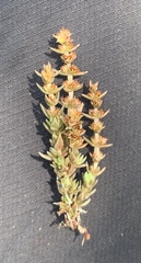 Crassula lanceolata lanceolata