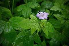 Geranium nodosum
