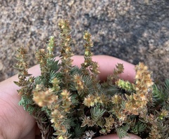 Crassula lanceolata lanceolata