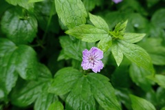 Geranium nodosum