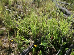 Myosotis secunda