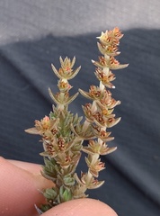Crassula lanceolata lanceolata