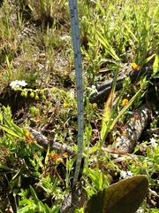 Myosotis secunda