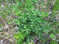 Trollius macropetalus