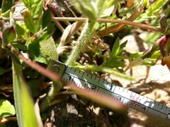 Myosotis secunda