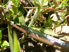 Myosotis secunda