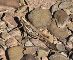 Schistocerca cancellata