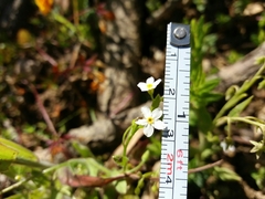 Myosotis secunda