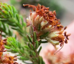 Erica stylaris