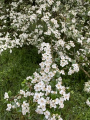 Crataegus × media