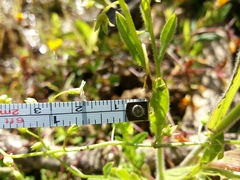 Myosotis secunda
