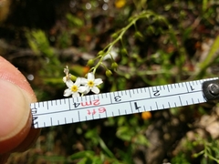 Myosotis secunda