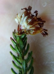 Erica stylaris