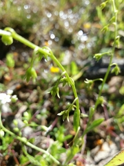 Myosotis secunda