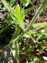Myosotis secunda