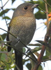 Telophorus olivaceus