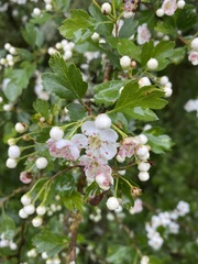 Crataegus × media