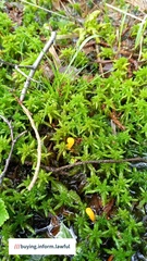 Subsecunda
