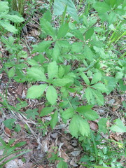 Eleutherococcus sessiliflorus